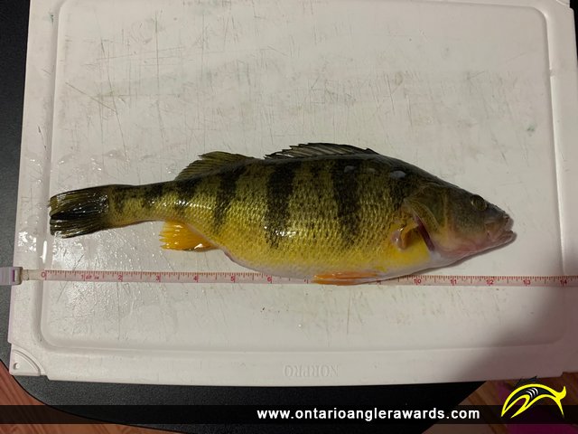 12.50" Yellow Perch caught on Lake Simcoe 