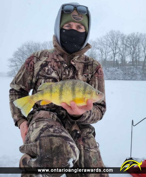 13" Yellow Perch caught on Martindale Pond