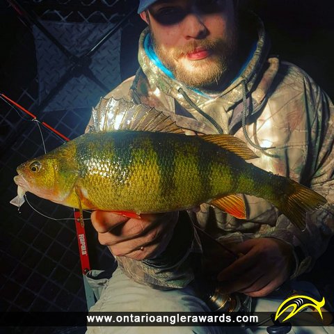13" Yellow Perch caught on Bay of Quinte
