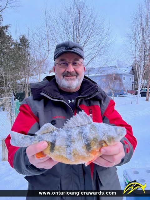 14.00" Yellow Perch caught on Lake Simcoe
