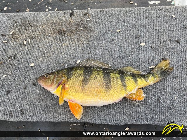 14" Yellow Perch caught on St. Lawrence River