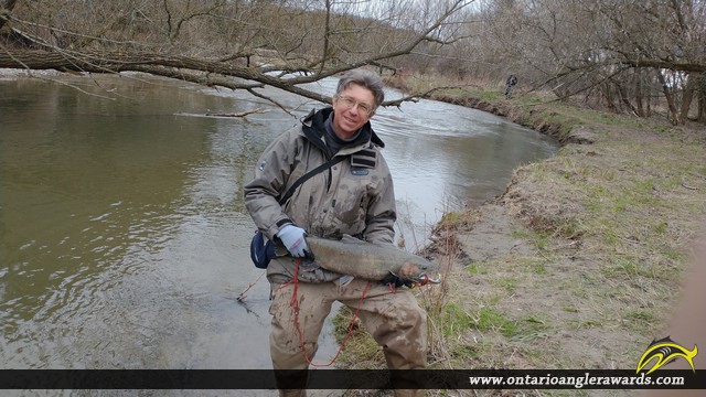27" Rainbow Trout caught on Ganaraska River