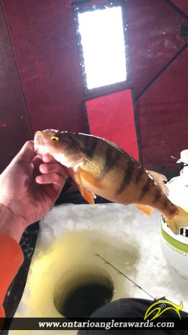 13" Yellow Perch caught on Kenogami Lake