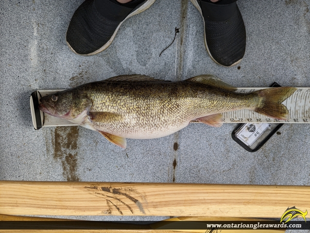 27.75" Walleye caught on Grand River