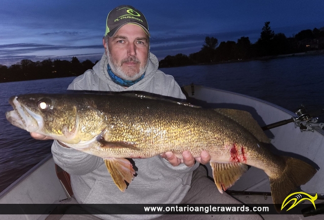 31.5" Walleye caught on Lake Ontario