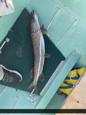 37.5" Northern Pike caught on Perrault Lake