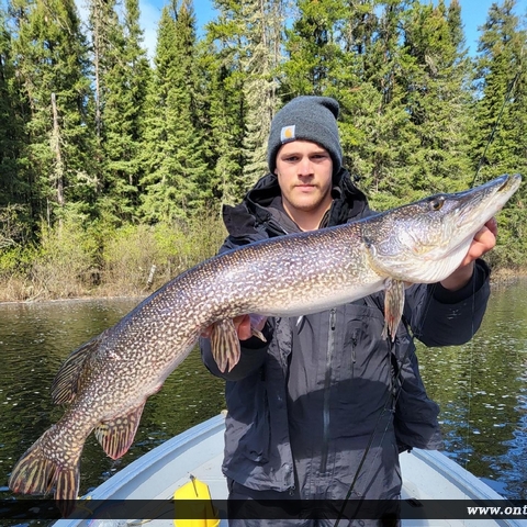 42.5" Northern Pike caught on Nungesser Lake
