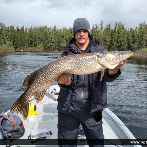 42" Northern Pike caught on Nungesser Lake