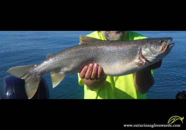 29" Lake Trout caught on Lake Ontario
