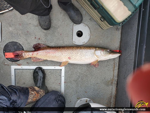 42.5" Northern Pike caught on Sanky Bay