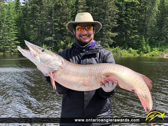 50" Muskie caught on Lake of the Woods