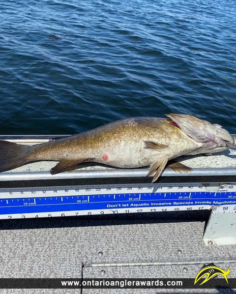 19.5" Smallmouth Bass caught on Shoal Lake