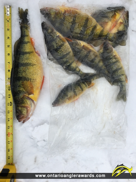 14.5" Yellow Perch caught on Lake Simcoe 