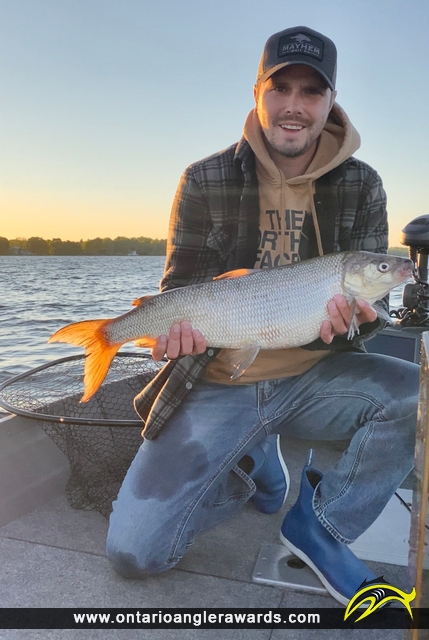 27.5" Whitefish caught on Big Rideau Lake