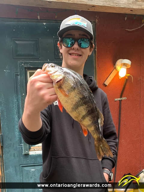 12.5" Yellow Perch caught on Opeepeesway Lake