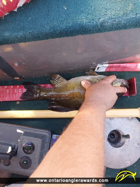 17.75" Smallmouth Bass caught on One Man Lake