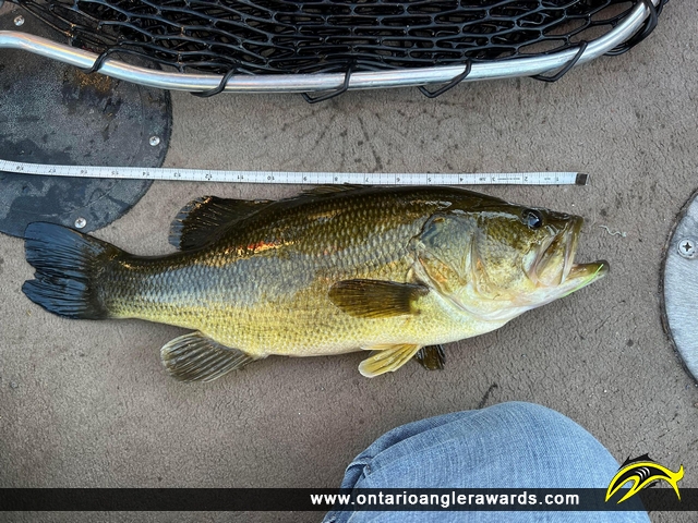 18" Largemouth Bass caught on Ottawa River