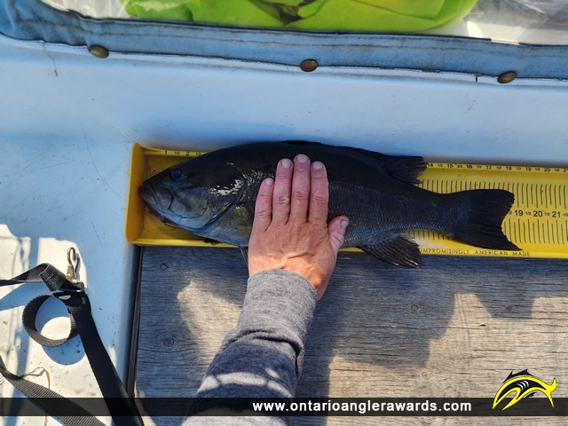 19.5" Smallmouth Bass caught on Lake Muskoka