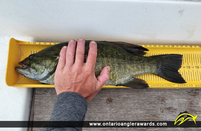 18.5" Smallmouth Bass caught on Lake Muskoka