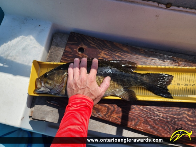 18" Smallmouth Bass caught on Lake Muskoka