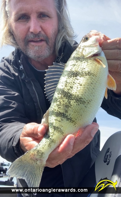13" Yellow Perch caught on Lake Erie 