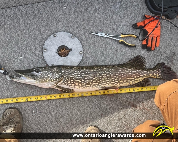 39" Northern Pike caught on Shoal Lake Ontario