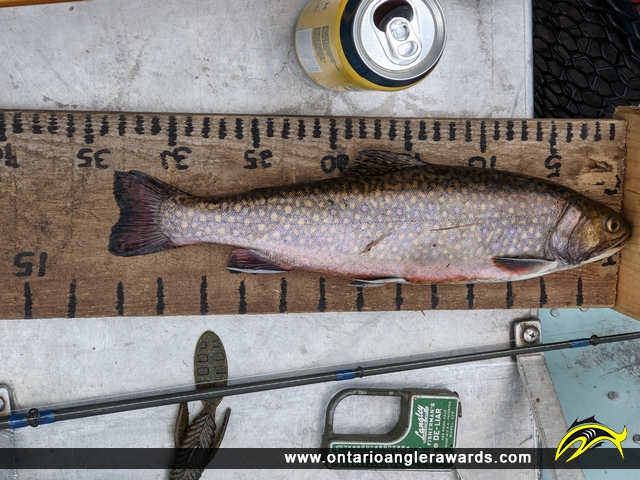 33.5" Brook/Speckled Trout caught on Lady Evelyn