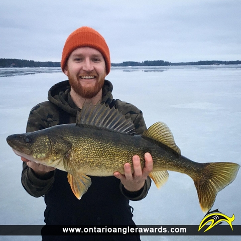 27.5" Walleye caught on Sparrow Lake