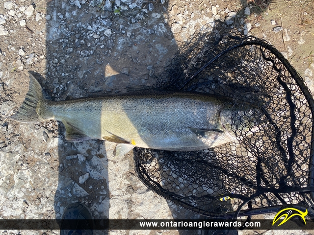 36" Chinook Salmon caught on Ganaraska River