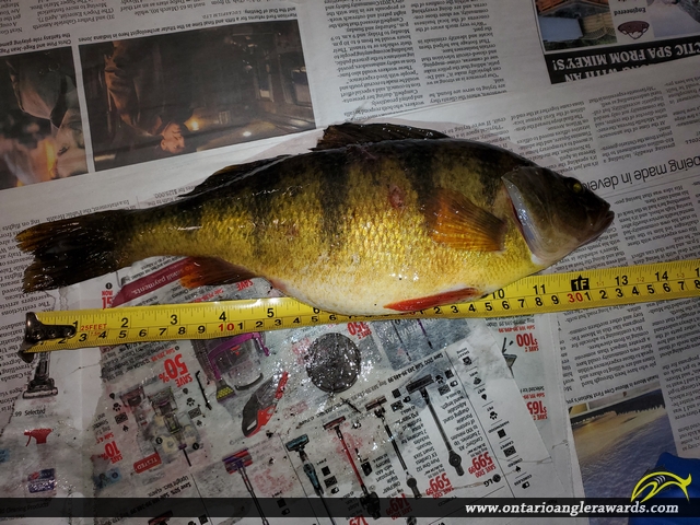13" Yellow Perch caught on Miller Lake