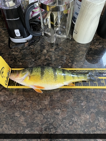 12" Yellow Perch caught on Cook\'s Bay
