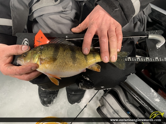 12" Yellow Perch caught on Rice Lake