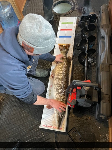 41" Northern Pike caught on Lake of the Woods