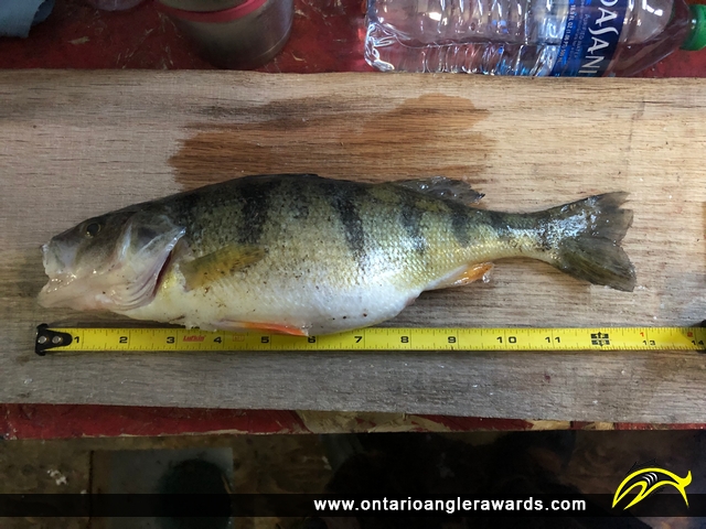 13" Yellow Perch caught on Lake Simcoe (Cook's Bay)