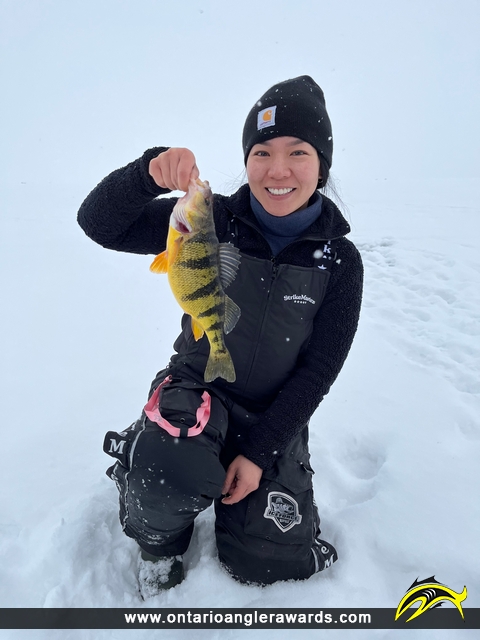 13.2" Yellow Perch caught on Lake Simcoe