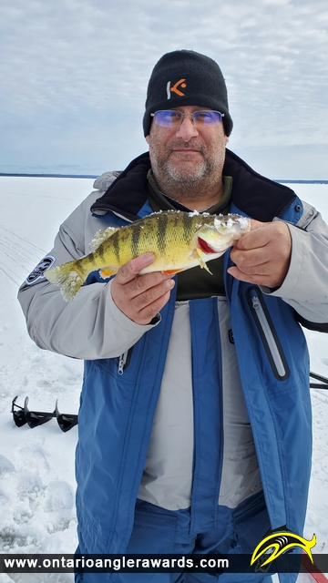 12.75" Yellow Perch caught on Lake Nipissing