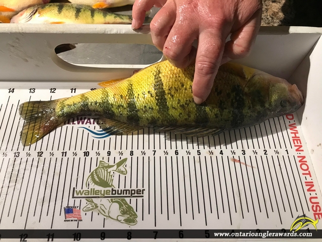 13.25" Yellow Perch caught on Lake Simcoe