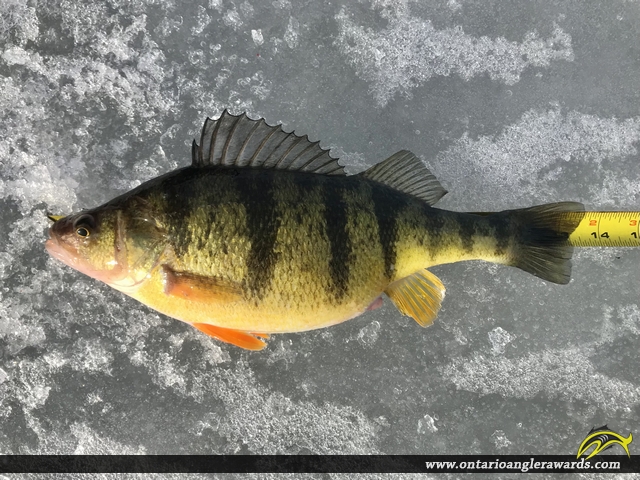 13.625" Yellow Perch caught on Lake Simcoe 