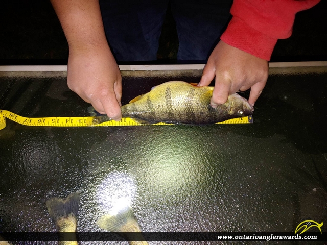 12.75" Yellow Perch caught on Lake Simcoe