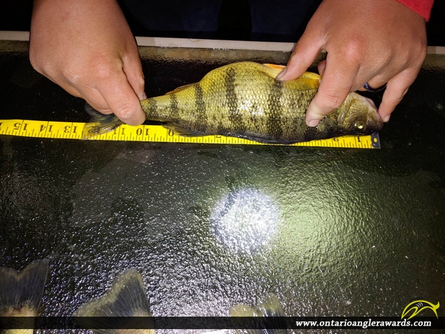 12.5" Yellow Perch caught on Lake Simcoe
