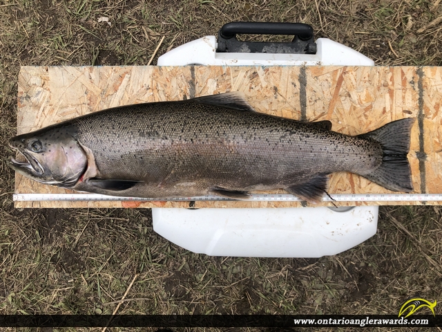 27" Rainbow Trout caught on Lake Ontario Tributaries 