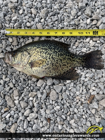 12.5" Black Crappie caught on Rondeau Bay