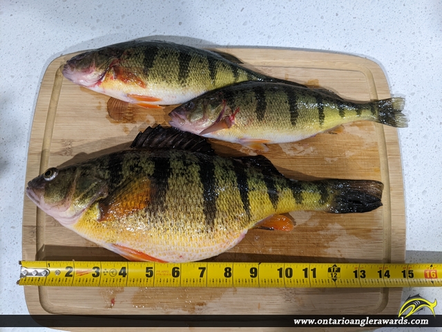 14" Yellow Perch caught on Lake Simcoe 