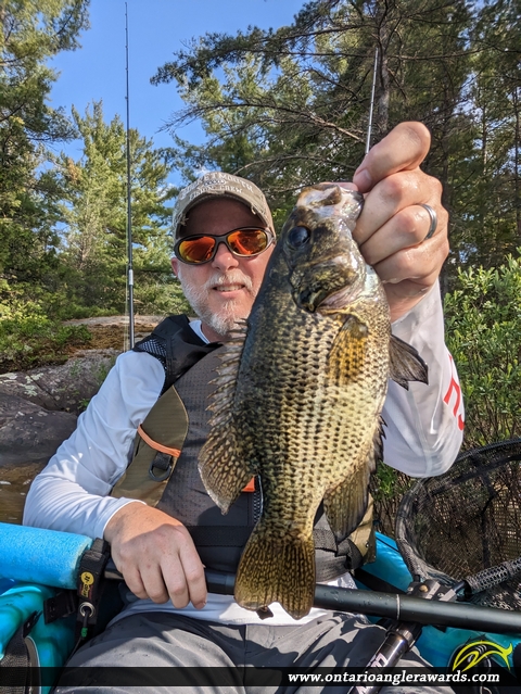 10.5" Rock Bass caught on French River
