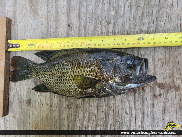 13" Rock Bass caught on Black Donald Creek