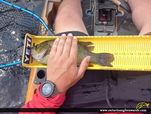 11.75" Rock Bass caught on Kahshe Lake
