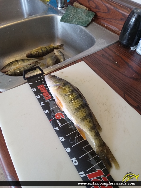 12" Yellow Perch caught on Lake Erie