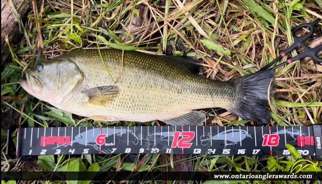 18.235" Largemouth Bass caught on Talbot Wetlands