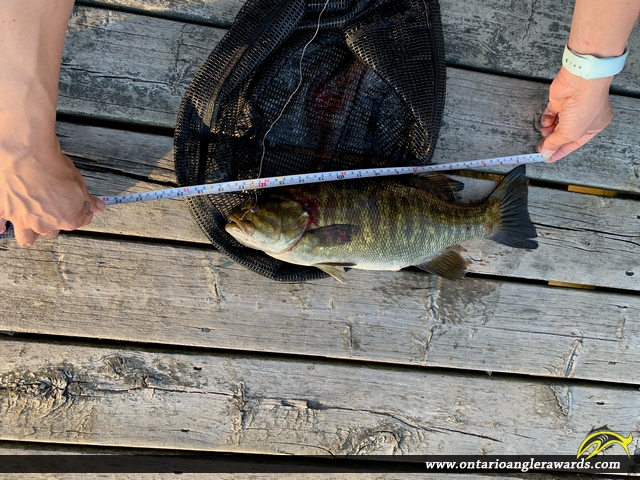 17" Yellow Perch caught on Caliper Lake