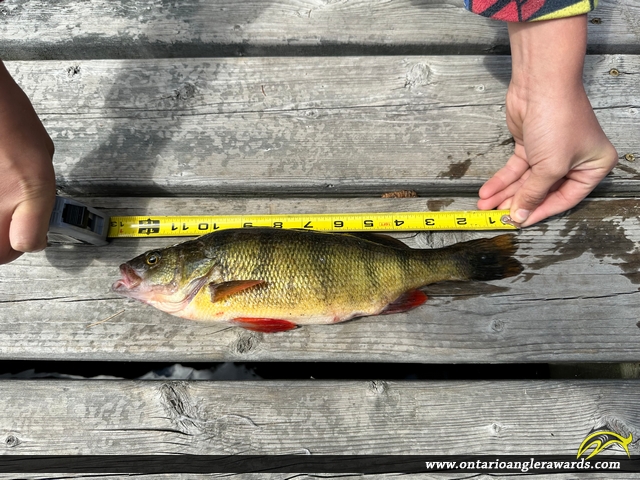 12.5" Yellow Perch caught on Lake of the Woods